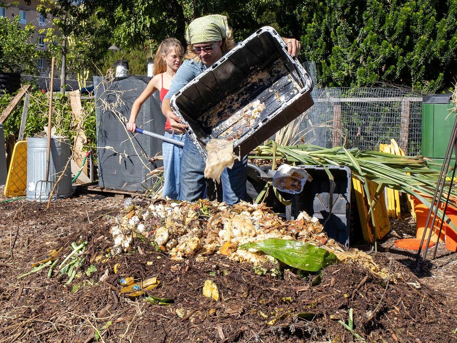 a student dumps food waste into the student garden compost heap